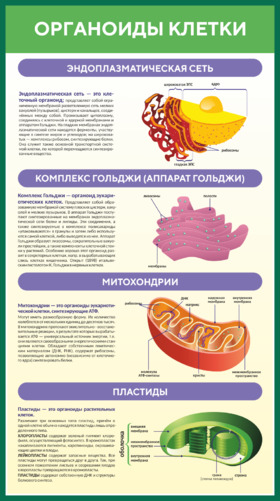 Стенд Органоиды клетки для кабинета биологии