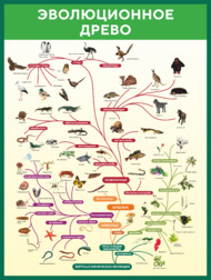 Стенд по биологии «Эволюционное древо»